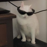 naoseioquefaço (@saladalanches) 's Twitter Profile