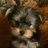 BPerley's profile image