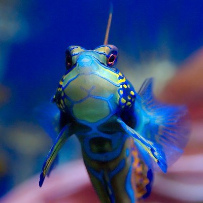 Synchimoku's profile picture. 