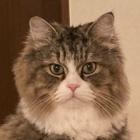 kevin (@towatowato) 's Twitter Profile