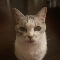 ねこ🇯🇵 (@newkei4363) Twitter profile photo