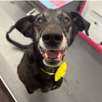 Brent (@brentboe) 's Twitter Profile