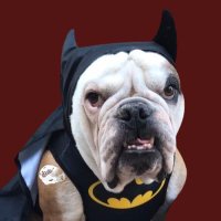 Batdawg(@turned_skyward) 's Twitter Profile Photo