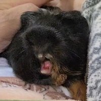 yukazu/カプ/虹びび/虹ぶぶ (@yukazububu) 's Twitter Profile Photo yukazu/カプ/虹びび/虹ぶぶ (@yukazububu) 's Twitter Profile Photo