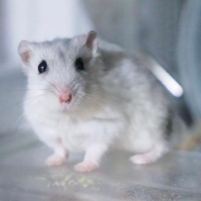 shirofuta_hamu's profile picture. ハムスター🐹 キャンベルハムスターパイドのふたばくん