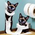 MakeCatsGreatAgain (@purekity) Twitter profile photo MakeCatsGreatAgain (@purekity) Twitter profile photo