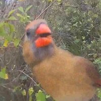 Birdaction(@birdaction1) 's Twitter Profile Photo
