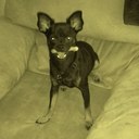 Koda Maximus Gregory - @kodaspartacus - Twitter