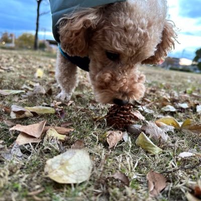 2021年1月6日生まれのトイプードルレッドのみそくんです🐾チャームポイントはちょっと短いあんよ🥺1歳1ヶ月の時に消化器型リンパ腫と診断されました。現在は慢性腎臓病と闘っています。ツイートはママが呟いてます😚無言フォロー失礼します💦