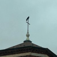 goth orchid (@ambientt__) 's Twitter Profile