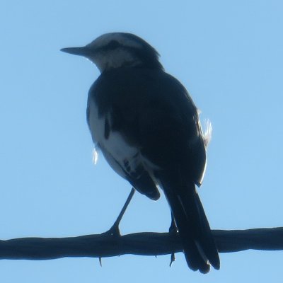 野鳥、特に鳥の鳴き声について、機械学習等の技術の応用に興味があります。
I'm interested in birds and bird songs in particular, especially applying tech (ML, IoT, etc.) to the domain.