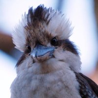 Hobbie (@hobbie4c) 's Twitter Profile Photo Hobbie (@hobbie4c) 's Twitter Profile Photo