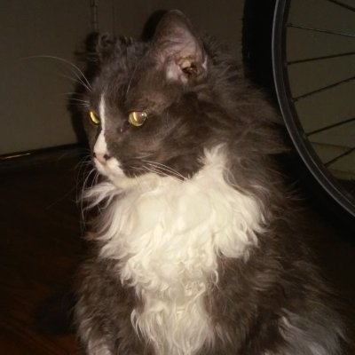 Nauzusさんのプロフィール画像