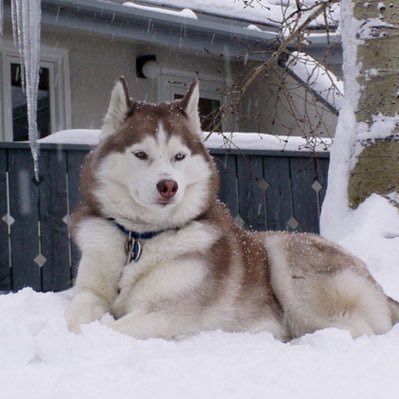 I am a fan of the UConn Huskies Athletic Sport Teams in the State of Connecticut, United States of America.