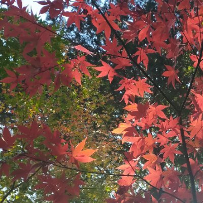ミーゴ⛩さんのプロフィール画像