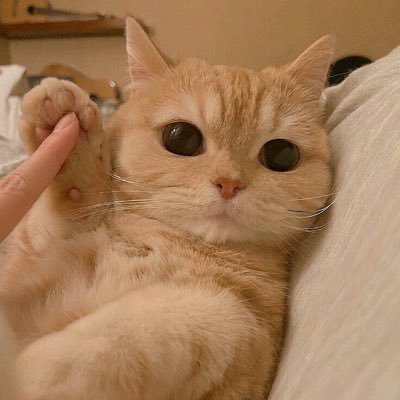 suchenig's profile picture. 发vu一天要减肥