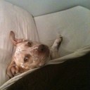 Tony Badillo - @tbadillo1967 - Twitter