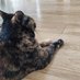 犬川 (@coyote_inu) Twitter profile photo 犬川 (@coyote_inu) Twitter profile photo