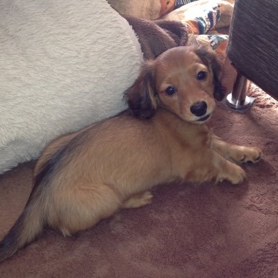 RIK_DISHvau's profile picture. 26卒