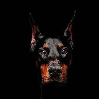 🇨🇭🇨🇭SWISS_DOBERMAN🇨🇭🇨🇭 „STREITE NIEMALS MIT DUMMEN LEUTEN. SIE WERDEN DICH AUF IHR LEVEL RUNTERZIEHEN UND DICH DORT MIT ERFAHRUNG SCHLAGEN.