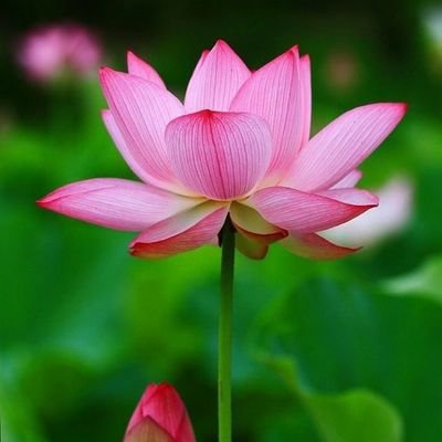 neelu_meh's profile picture. 