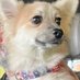Patriotic Pup🔔🇺🇸🇺🇸 (@maureenogr19257) Twitter profile photo Patriotic Pup🔔🇺🇸🇺🇸 (@maureenogr19257) Twitter profile photo