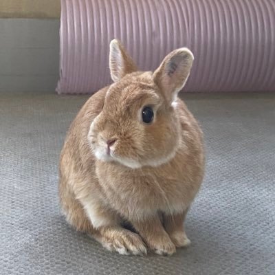 HiroshiMikuriya's profile picture. 本職は組込みソフトエンジニア カメラ、ギター、プログラミング、テニスネタなどを呟きます https://t.co/kzHKHJGZTI https://t.co/xnh5YwNHPe