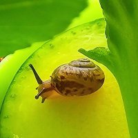 무지성 달팽이 계정(@INT0_snails) 's Twitter Profile Photo