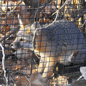 HuntingTrapping's profile picture. Hunting and Trapping, well that about sums it up.  Follow us for news, tips, reviews, and great gear give-aways.