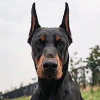 Яструб(@Royal_Guard_Dog) 's Twitter Profile Photo