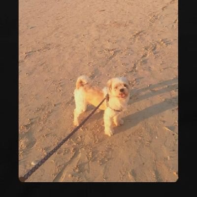 themjcirilo's profile picture. *Puhon*