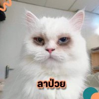 แมวขาวนักลงทุน(@beatrixkid_do) 's Twitter Profile Photo