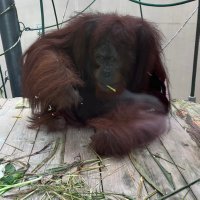 さらちん (@latour_kou_sara) Twitter profile photo