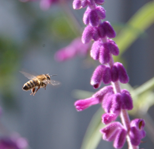 I'm a journalist who writes about science, tech, and TV. The bee photo was taken (but not used) for a story I wrote for Science. Credit: Kathy Keatley Garvey