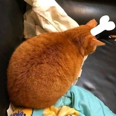 mangocj2125's profile picture. 