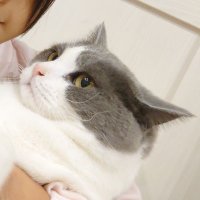 ねこハチ様 幸運を運ぶ猫『ハチ』(水戸市宮町)No2041 | 房総ENJOY-LIFE、
