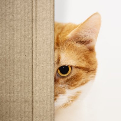 にゃんぱちさんのプロフィール画像