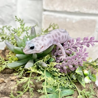 個人アカウント作成しました✨ プライベートの事やお店に関係のないことも載せたりします🙇♀️フォローは仲良し認定してもらってるって勝手に解釈させてもらいますのでご注意を🥺また、生体についてのお問い合わせなどお仕事関連のことは直接お店アカウントへお願いします🙇♀️✨ @Leopa_A ←お店アカウントに飛びます!