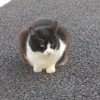 こんにちは。
主にボードゲームのミニチュアペイントを
上げていきます。ペイントは素人です。
よろしくお願いします。
ただ、今は子どもが小さいのでボードゲームはお休み中です。でも欲しいボードゲームはポチりまくってます。
※基本的にDMはやりません。以前怖い思いをしたので。