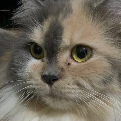 mslsbilla's profile picture. hvor der er en vilje, er der en vej🍀