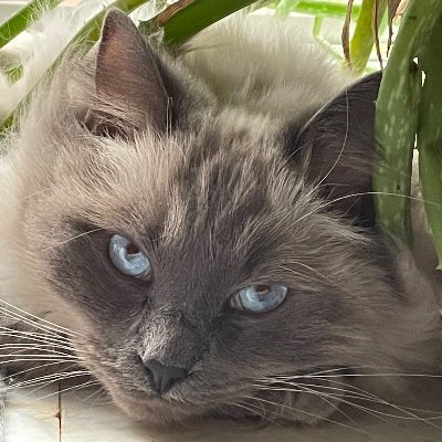 13_mcneil's profile picture. Environment, Peace, Improv Art, Anti-War, #WEF=#Fascism, #BDS, #FreePalestine, #NativeLivesMatter, #Antizionist, #BloodDonor, https://t.co/iAh5ir2CrN