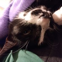 Salixj (@salixj) 's Twitter Profile