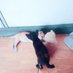 R.A Wijaya ⌘ $MGT (@r_wijaya12) Twitter profile photo R.A Wijaya ⌘ $MGT (@r_wijaya12) Twitter profile photo