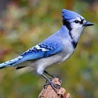 Jays Report (@thejaysreport) 's Twitter Profile
