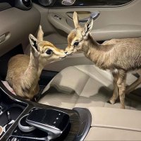 نونه🦌 (@nn_26n) Twitter profile photo