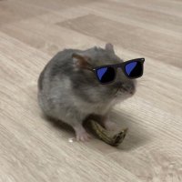 reo yoneyama (@ricepamo) 's Twitter Profile