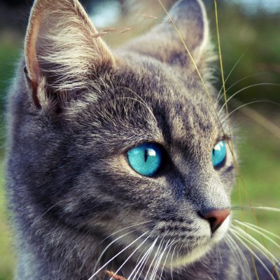 taykatt2022's profile picture. Roblox Youtuber/ Roblox Game Dev