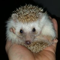 The WobblyHedgehog(@wobblyhedg31106) 's Twitter Profile Photo