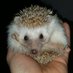 The WobblyHedgehog (@wobblyhedg31106) Twitter profile photo