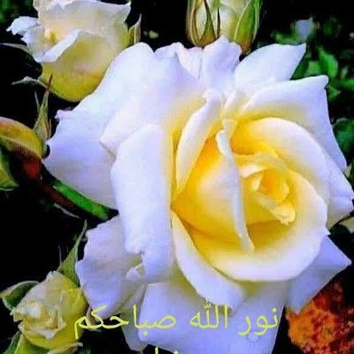 asselgui_a16093's profile picture. 